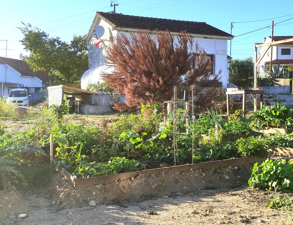 Quintal com horta, a casa ao fundo