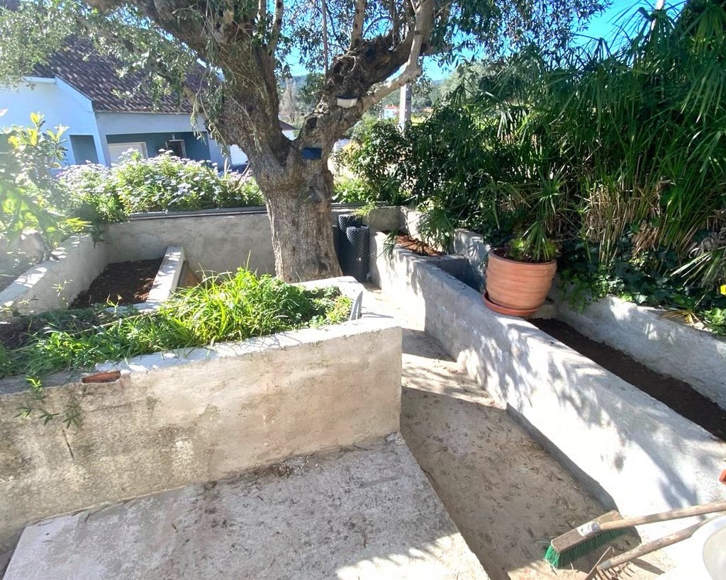 Horta de aromáticas debaixo da oliveira antiga