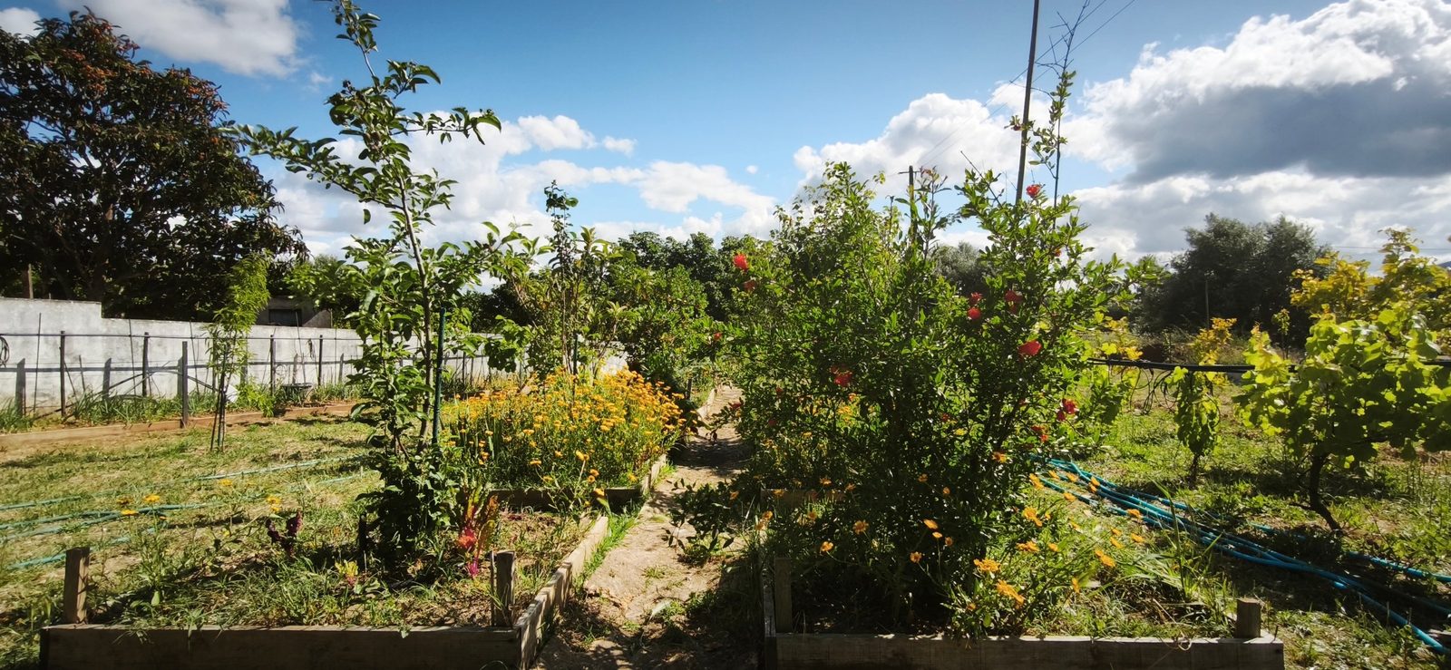 Horta, romãzeira e flores