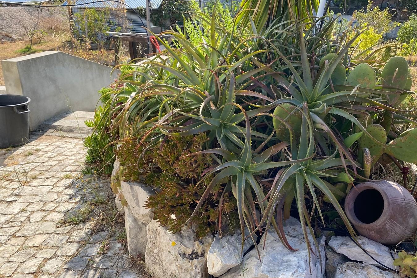 Jardim de pedra com aloés e catos